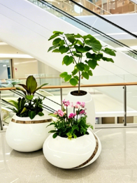 海曙花卉租摆公司-余姚绿化养护行业发展-杭州湾花木租摆费用-北仑绿植租摆摆放技巧